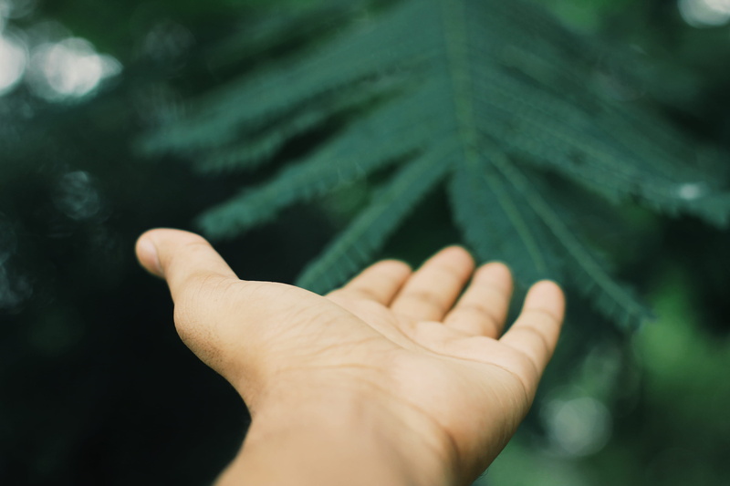 leaf, human body part, human limb, green color, hands, beauty of nature, one person, beautiful, canon, day, close-up, hand, nepal, nostalegia, human finger