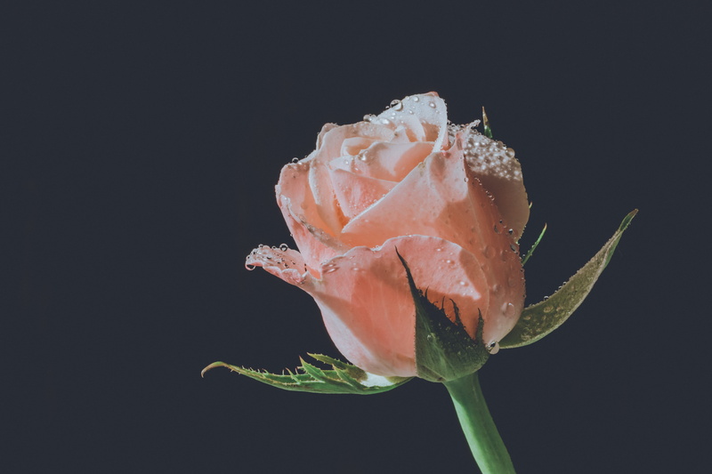 indoors, vulnerability, black background, atmosphere, beauty, nature, tumblr, food, flower head, bloemengroet, 5K, decoration, petal, drop, vote