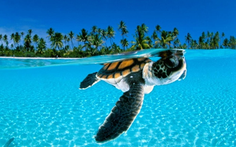 palm, animals, tree, seawater, green, turtle, sea, blurred, 720P, palm tree