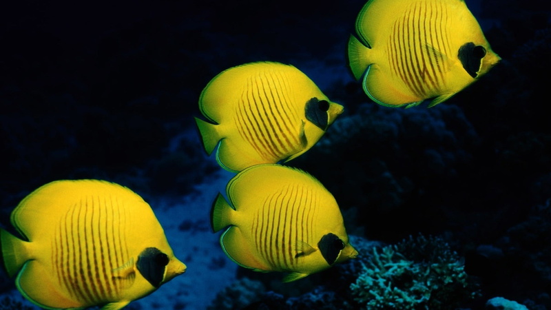 nature, percoid fish, yellow, vertebrate, swimming, coral, game equipment, no people, tennis ball, animal themes, fish, ball, group of animals, butterfly fish