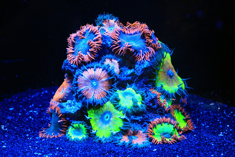 purple, 4K, aquarium, neon, beauty in nature, ecosystem, underwater, sea life, one animal, undersea, soft corals, animal, seawater, animals in the wild