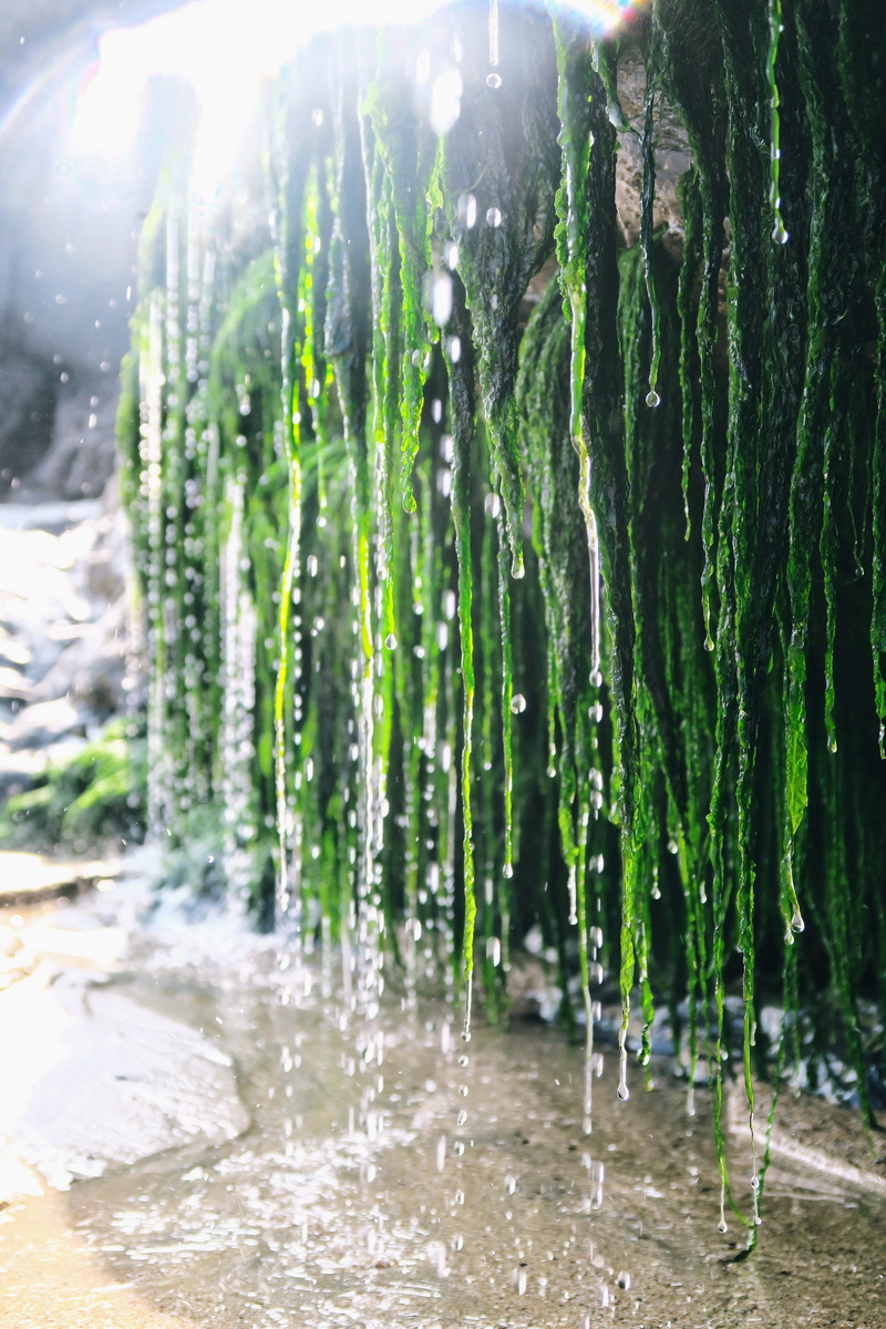 sunlight, texture, seaweed, wet, nature, cornwall, plant, green color, crantock, freshness, united kingdom, beauty in nature, seawater, focus on foreground