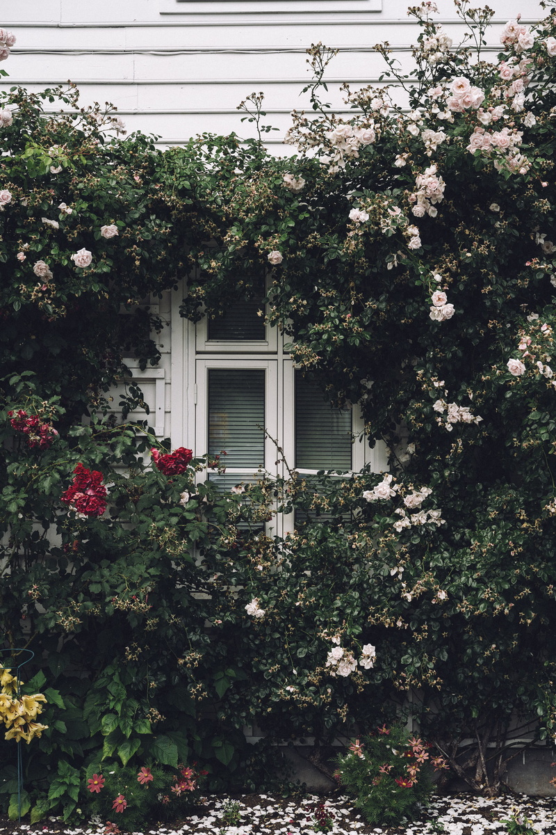 architecture, mood, window blinds, residential Building, window, old-fashioned, warm, rose, wood - Material, filled, flowers, nature, no People, residential District