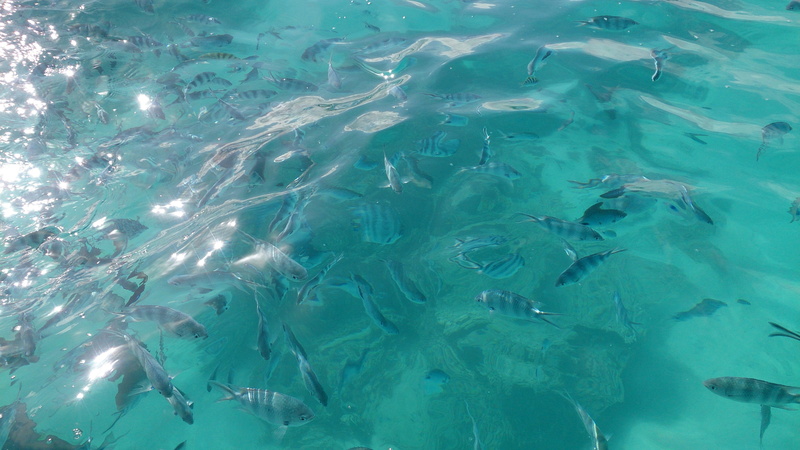 ocean, 4K, sea life, undersea, animal wildlife, travel, vertebrate, fishing, sea, nature, underwater, animal themes, coral, shark, seawater, exotic, school of fish