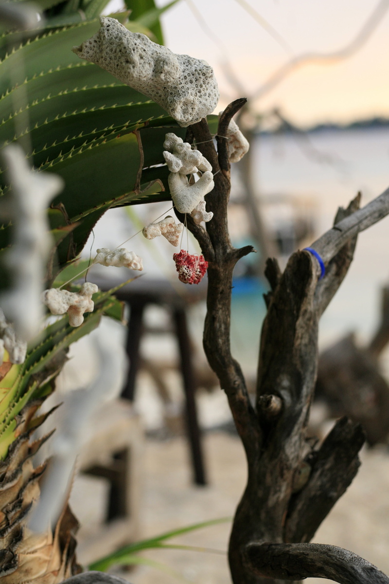 tree, outdoors, sunlight, coral, coral reef, beauty in nature, growth, coral decoration, sea, summer vibe, coral garland, close-up, beach vibe, creativity