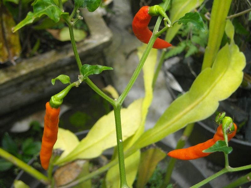 day, lombok, close-up, nature, outdoors, flower head, growth, focus on foreground, plant part, green, leaf, fragility, flower, flowering plant, chili, vegetable