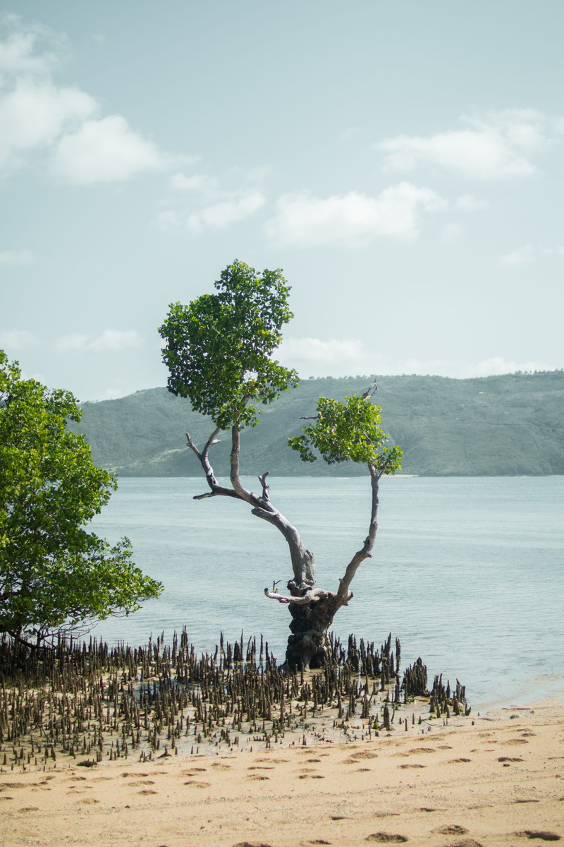 land, non-urban scene, driftwood, tranquil scene, green color, water, day, lombok, tree, idyllic, tranquility, growth, plant, scenics - nature, outdoors