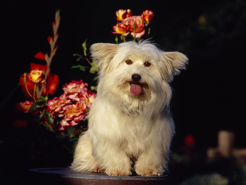 coton de tulear, flower, coton, tulear, animal, white, puppy, animals, 1080P, de