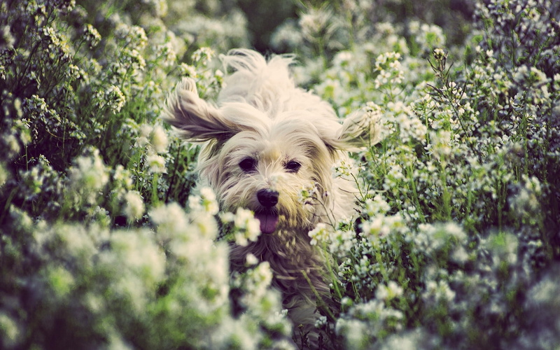 1080P, dog, joy, flowers, mood, The Coton de Tulear, doggie