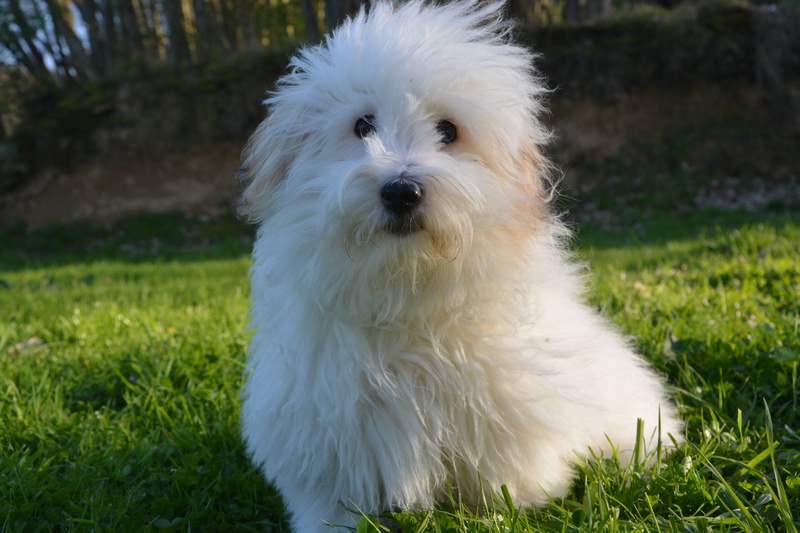 canine, pets, plant, one animal, land, mammal, hair, Coat, 5K, field, vertebrate, small, animal, domestic animals, outdoors, no people, Coton De Tulear