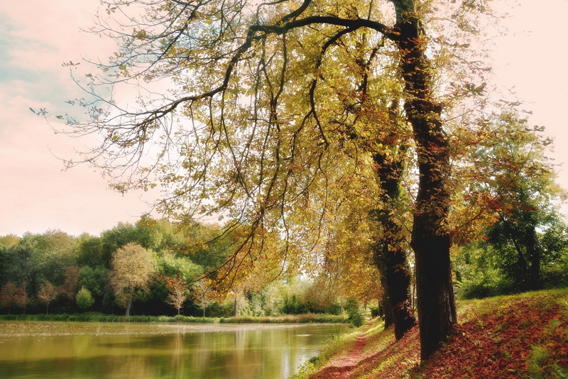 park, Lake, forest, lakeside, daytime, 1080P, Autumn