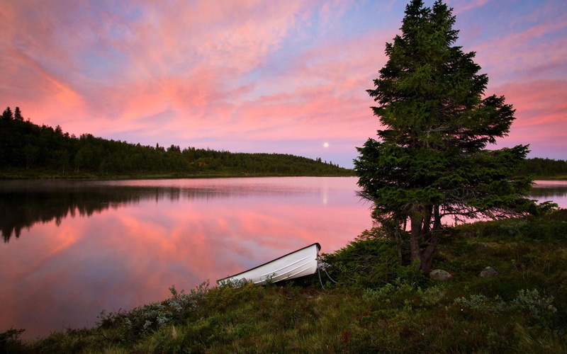 tree, 1920x1200, forest, lakeside, white, canoe, boat, cloud, nature, lake, 1080P