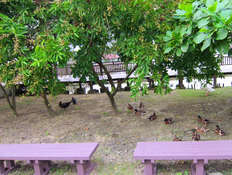 chairs, ducks, tree, animals, lovely, lakeside, 1080P