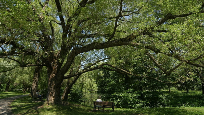 nature and landscapes, other, 1080P, picture, tree, entertainment, daytime, nature, day, lakeside