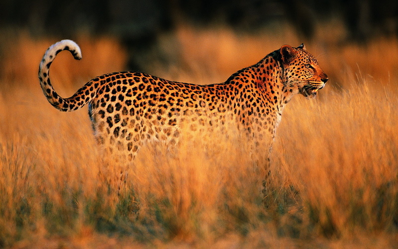 Leopard, 1080P, Sunset, savannah, Africa, photo