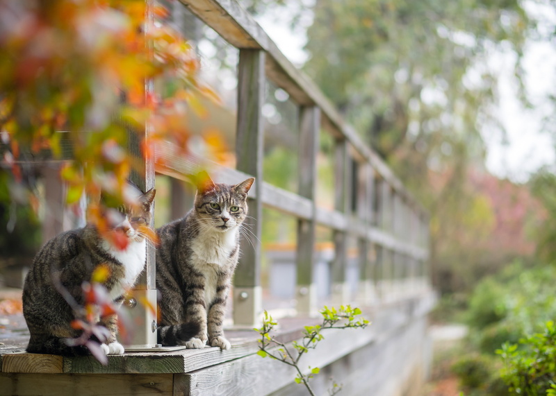 tabby cats, wooden, edge, tabby, pets, ネコ, veranda, animal, feline, cats, 猫, two, mammal, 4K, outdoors, standing, gray, den, domestic Cat, cute, brown