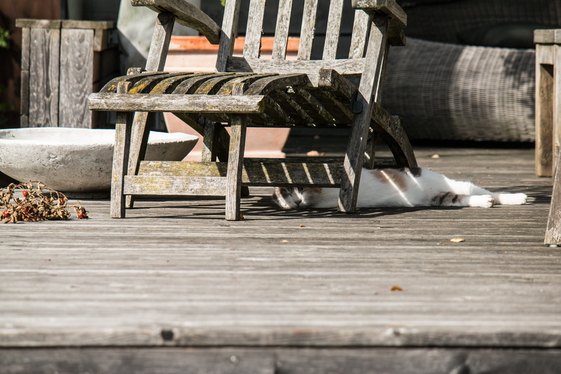 Deck Chair, day, hiding place, wooden, terrace, exhausted, hide, furniture, relaxation, mammal, 5K, wood, Lucky Cat, chair, domestic cat, mieze, cat, pets