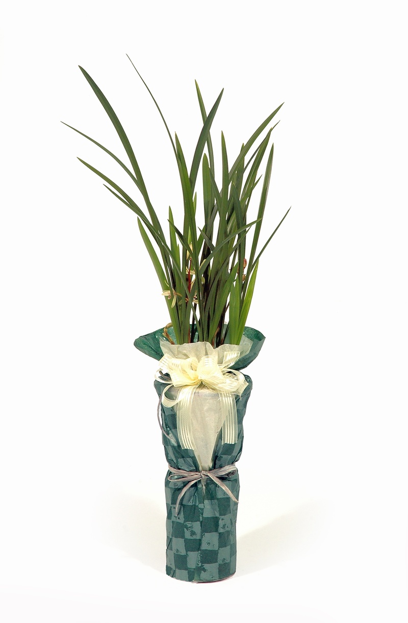 freshness, studio shot, plant, leaf, flowering plant, beauty in nature, packing, 2K, growth, vase, plants, copy space, ornamental, cut out, nature, flower head
