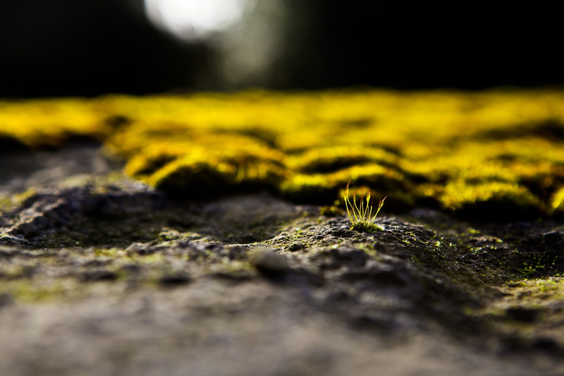 stoney, closeup, methodist church, beginnings, close-up, united kingdom, flower, moss, outdoors, rock - object, stone, macro, beauty in nature, grass, surface level
