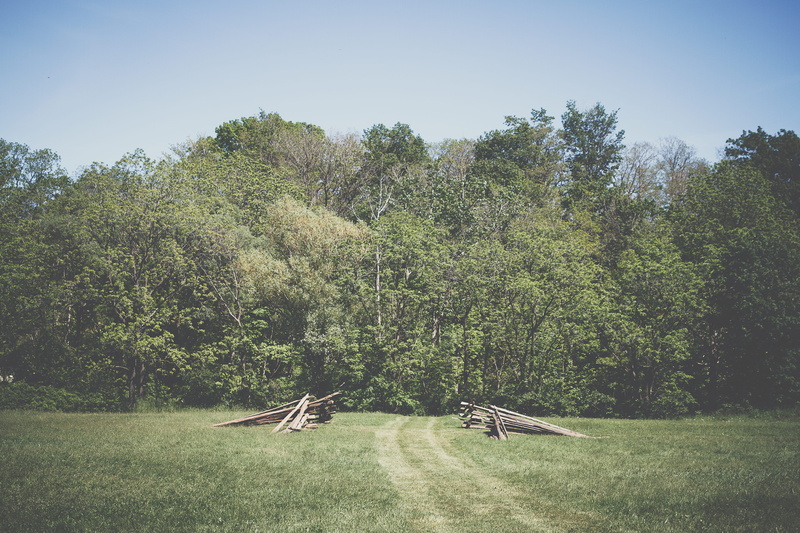 4K, green color, tranquility, forest, field, nature, clear sky, growth, no people, canada, land, stoney creek, sunlight, non-urban scene, landscape, environment