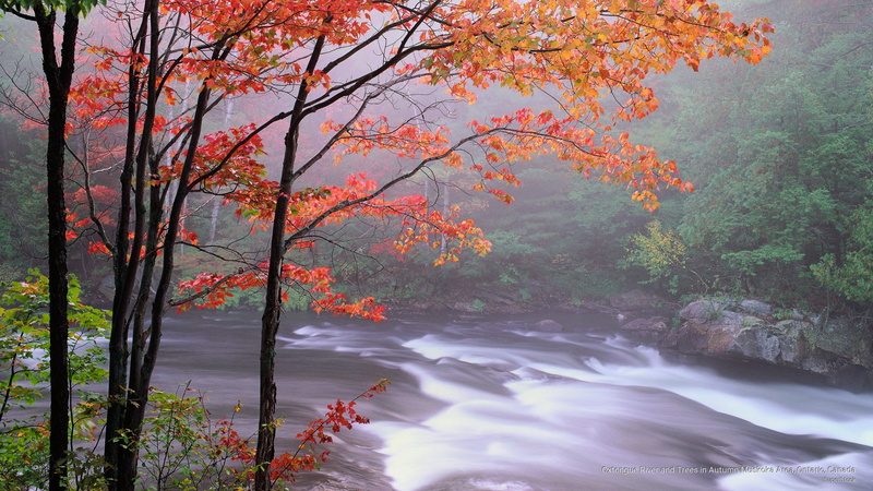 ontario, 2K, river, Fall, area, canada, autumn, oxtongue, trees, muskoka
