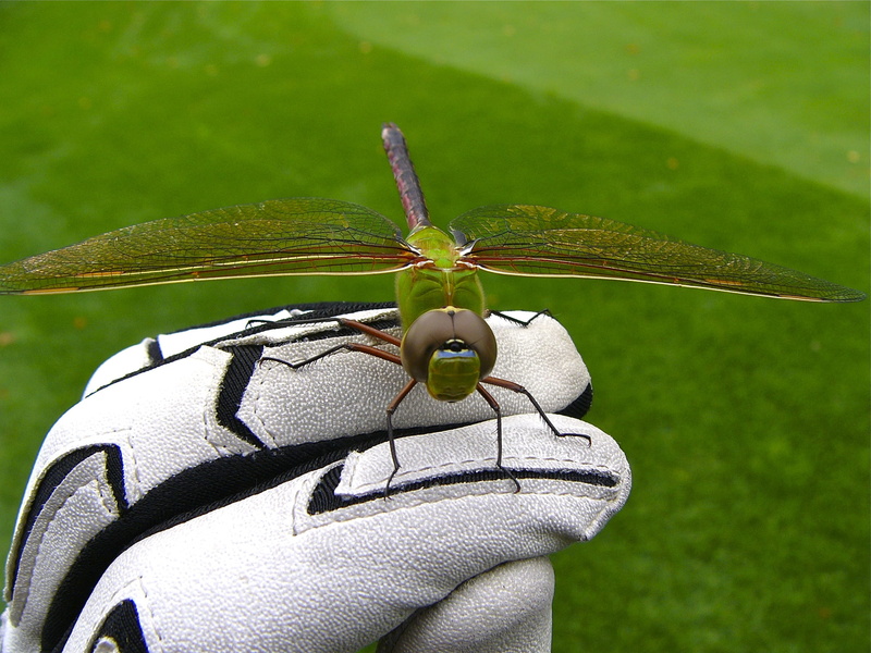 muskoka, 1080P, golf glove, invertebrate, beauty in nature, animal themes, grass, animal, nature, close-up, outdoors, dragonfly, animal wildlife, no people