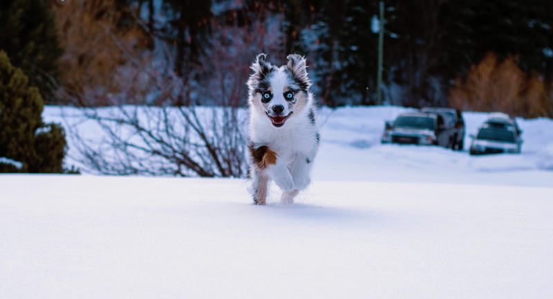 one animal, montana, tree, canine, animal, domestic animals, border collie, on the move, white color, vertebrate, dog lovers, united states, nature, animal themes