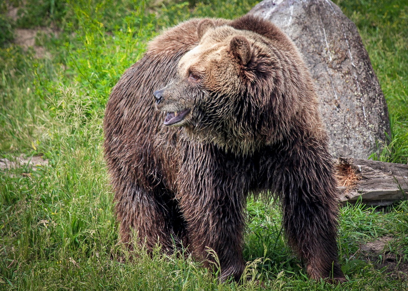 brown, field, no people, animals in the wild, bear, nature, plant, montana grizzly encounter, grizzly bear, grizzly, animal themes, outdoors, mammal, land