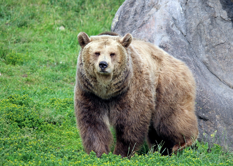 bear, plant, day, no people, vertebrate, animal themes, outdoors, grizzly, animal, grizzly bear, animal wildlife, looking at camera, montana grizzly encounter