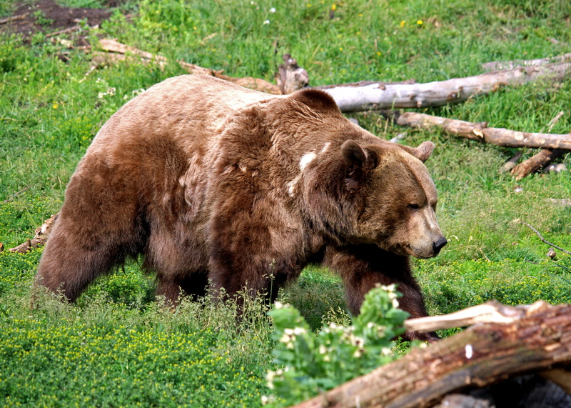 montana, animal themes, 4K, brown, bear, animals in the wild, no people, animal, grizzly bear, plant, animal wildlife, grizzly, tree, mammal, vertebrate