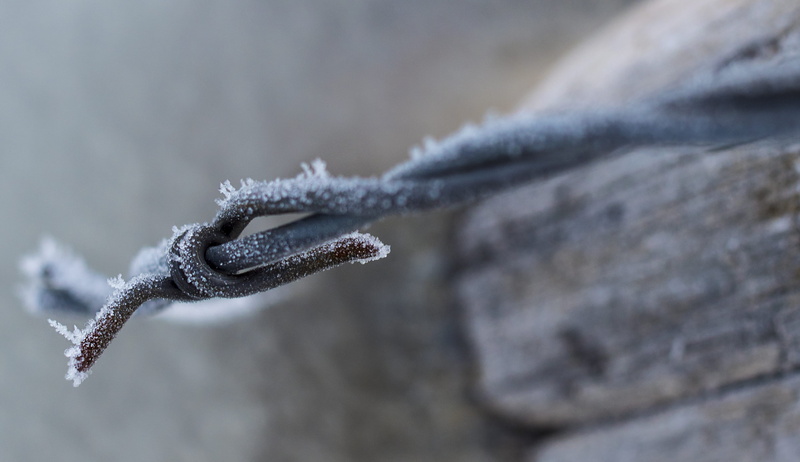 tree, ice, frost, beauty in nature, selective focus, snowing, frozen, nature, branch, day, twig, united states, bozeman, no people, plant, cold temperature