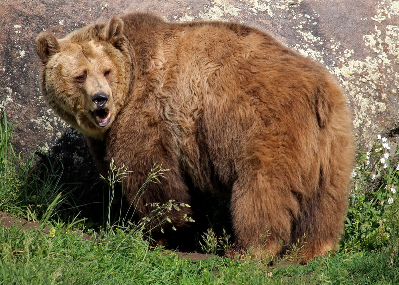 no people, plant, nature, land, field, bozeman, montana, grass, grizzly bear, brown, animal, animals in the wild, outdoors, grizzly, mammal, animal wildlife