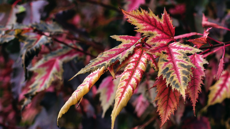 tree, bozeman, macro, maple leaf, nature, forest, 4K, close-up, plant, trees, fall, coniferous tree, selective focus, colorful, change, beauty in nature