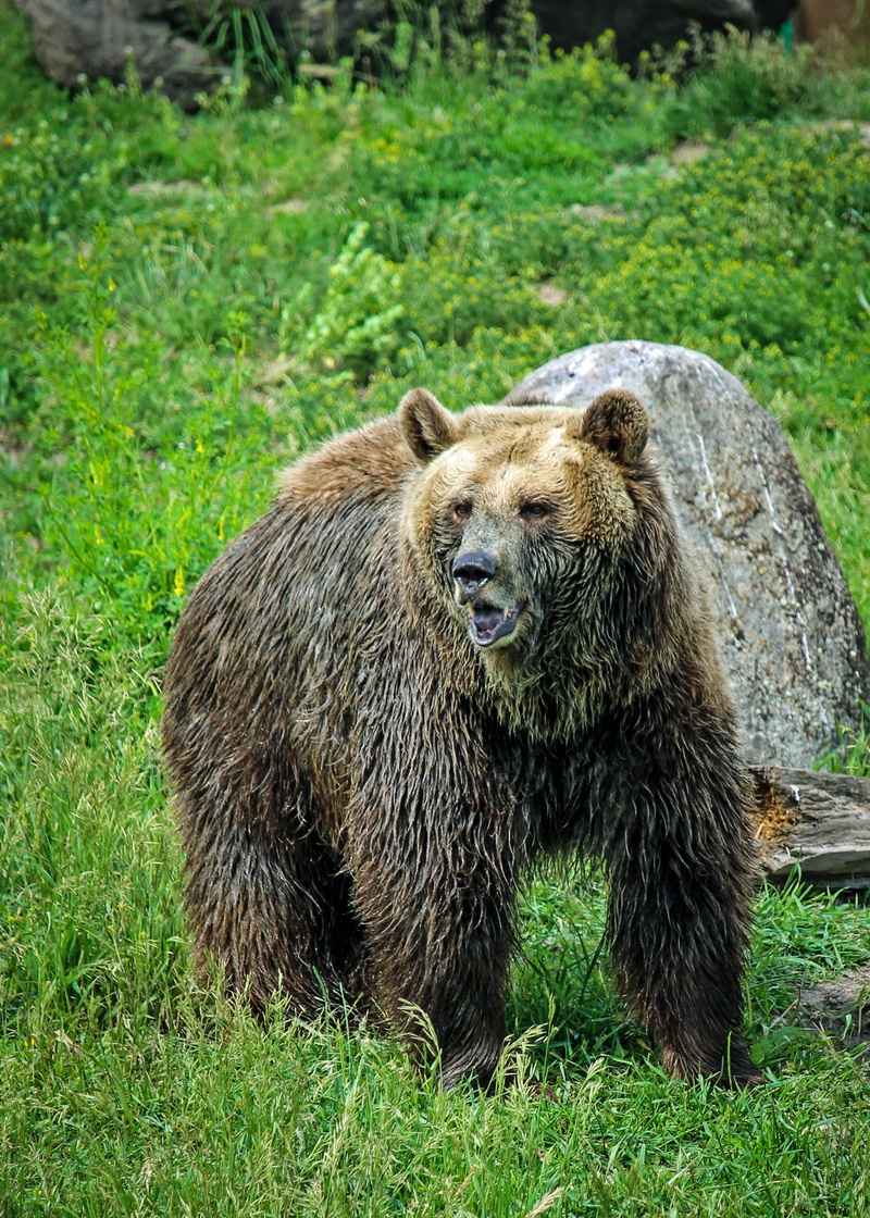 grizzly bear, plant, 2K, nature, land, montana, field, outdoors, green color, animals in the wild, bozeman, brown, day, one animal, grass, bear, animal themes