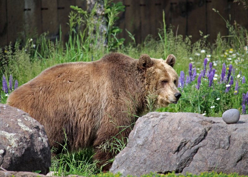 outdoors, bozeman, rock - object, focus on foreground, animal themes, animals in the wild, 4K, rock, land, bear, one animal, vertebrate, nature, day, mammal