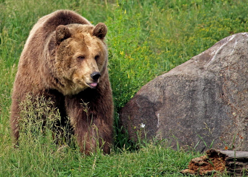plant, 2K, land, nature, bear, montana grizzly encounter, grass, mammal, animal themes, bozeman, vertebrate, montana, grizzly, animal, relaxation, day