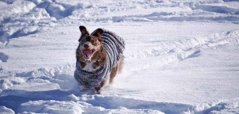 no people, aussie, animal, canine, united states, day, domestic animals, mouth open, pets, sweater, animal themes, vertebrate, nature, cold temperature