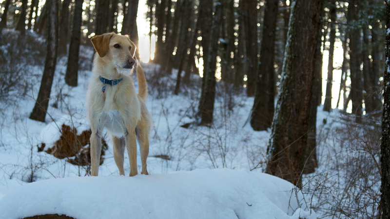 vertebrate, animal themes, bozeman, frosty, dogs, mammal, cole, dog, 5K, no people, pets, tree, cold temperature, domestic, one animal, trunk, backlit