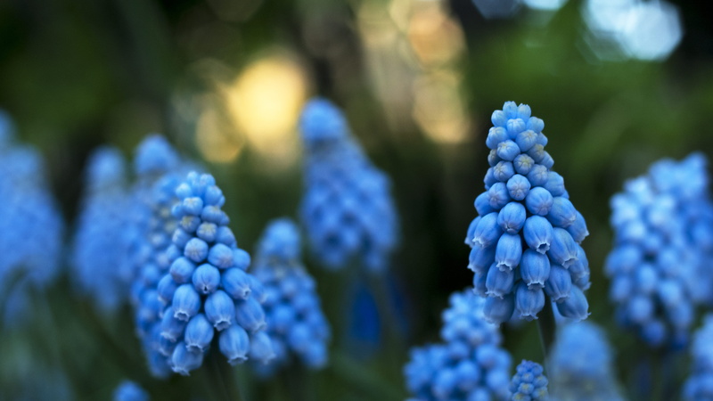 fragility, plant, montana, selective focus, growth, focus on foreground, blue, flowers, green color, 4K, no people, purple, nature, vulnerability, flowering plant