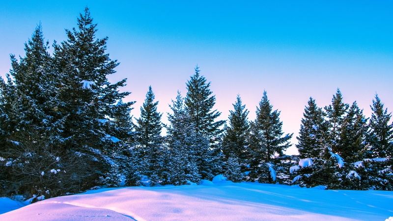 montana, 5K, land, forest, winter, pine tree, plant, united states, snowing, tranquility, coniferous tree, snowcapped mountain, mountain, scenics - nature
