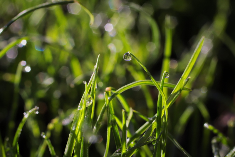 water, blade of grass, grass, plant, united states, beauty in nature, droplette, selective focus, purity, dew, close-up, 5K, freshness, fragility, no people