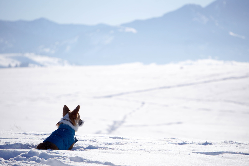 scenics - nature, united states, white color, winter, cold temperature, beauty in nature, animal, corgi, animal themes, nature, one animal, snowcapped mountain