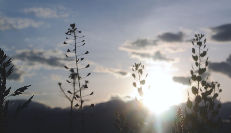 bozeman, 2K, growth, sunbeam, idyllic, low angle view, sky, silhouette, sunlight, no people, scenics - nature, tranquility, tranquil scene, lens flare