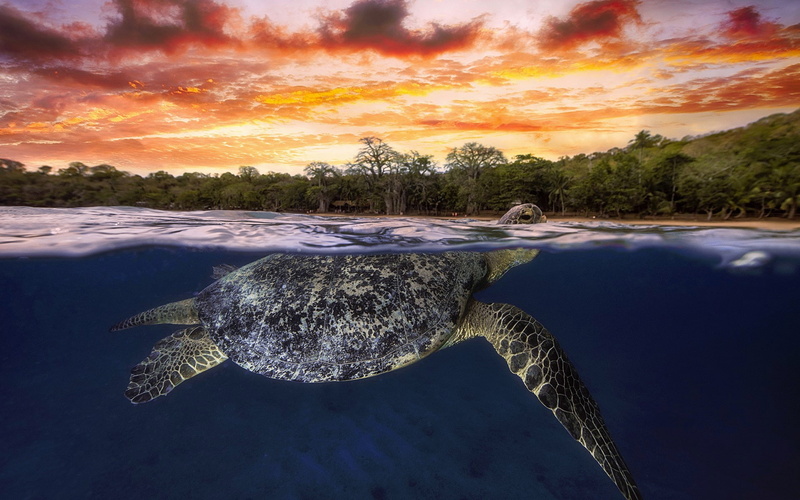 The Indian ocean, 1080P, Mayotte, glow, green turtle