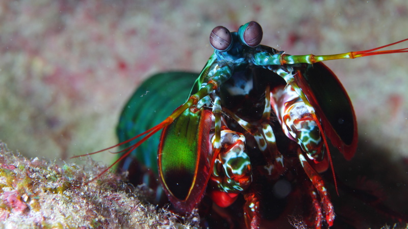 Mantis shrimp, water, tourism, Africa, Pacific, Hawaii, colorful, Ocean, underwater, 5K, diving, shrimp, Indian