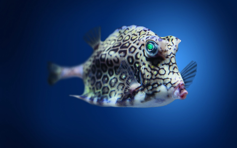 2K, Boxfish, Atlantic, Cowfish, Underwater