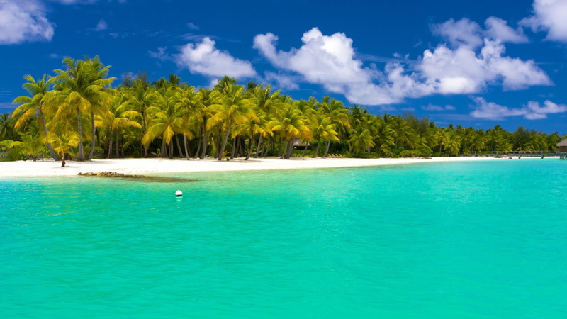 palm, trees, 1080P, beach, indian, ocean, tropical, maldives
