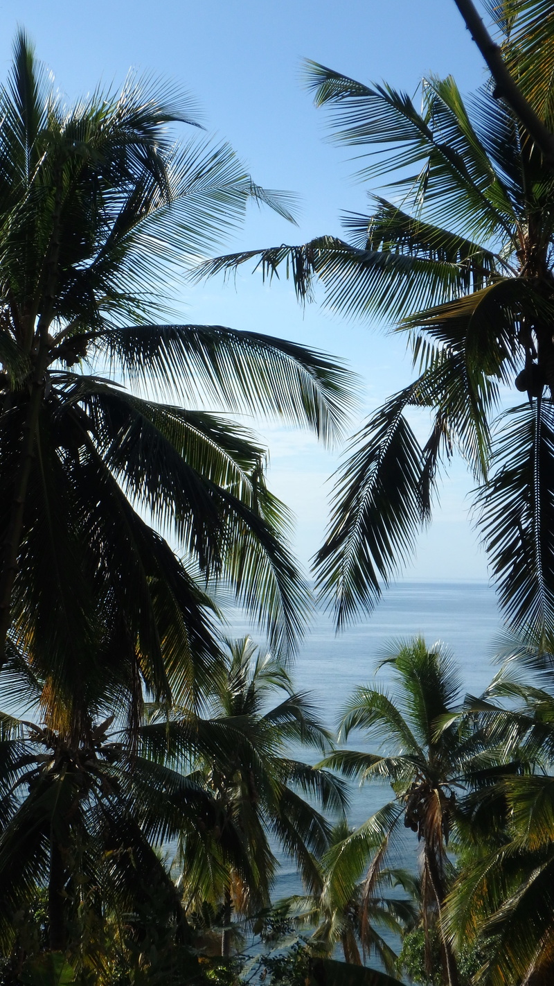 scenics - nature, day, tropical tree, tranquility, nature, palm tree, 4K, tropical climate, growth, green color, low angle view, no people, indian ocean