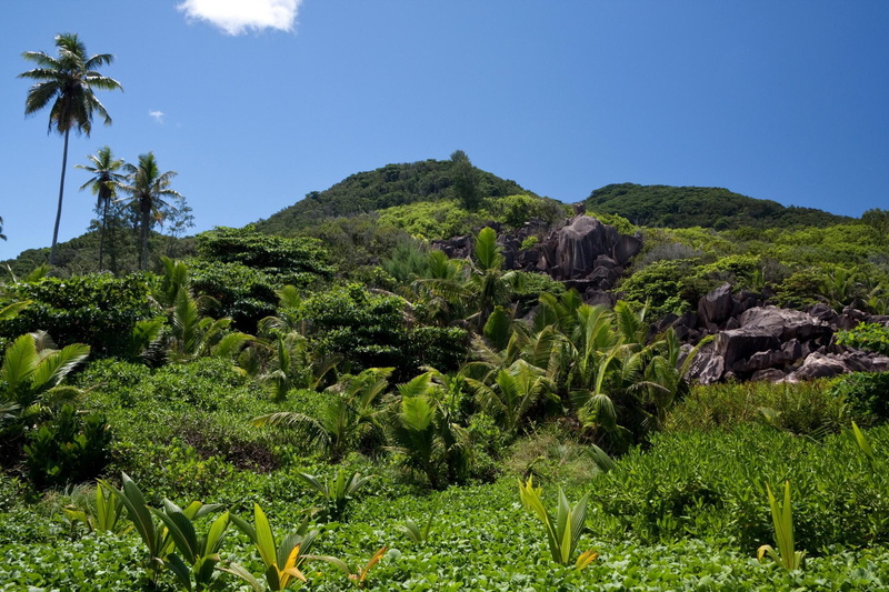 landscape, 1080P, nature, hill, palm, trees, seychelles