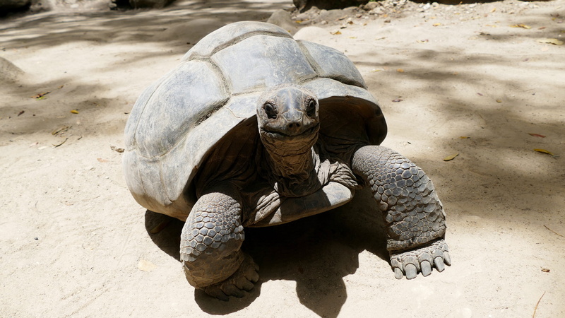 land, animal wildlife, shell, no people, turtle, animal shell, outdoors, 4K, indian ocean, vertebrate, boredom, beach, sunlight, animals in the wild, herbivorous